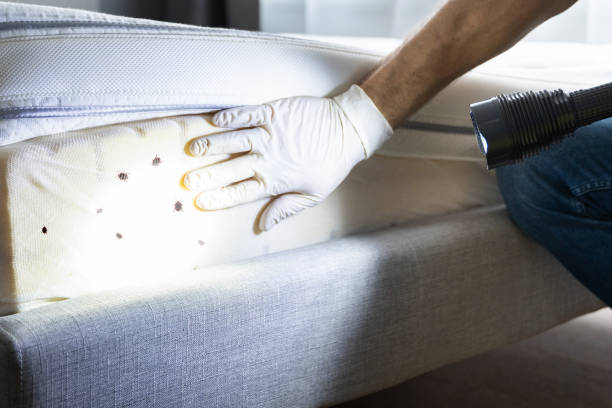 Best Exterminator Services  in Calvert, TX