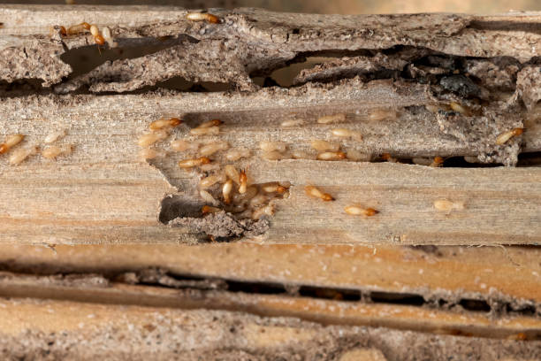 Best Ant Control Services  in Calvert, TX