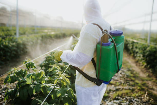 Best Pest Removal Services  in Calvert, TX
